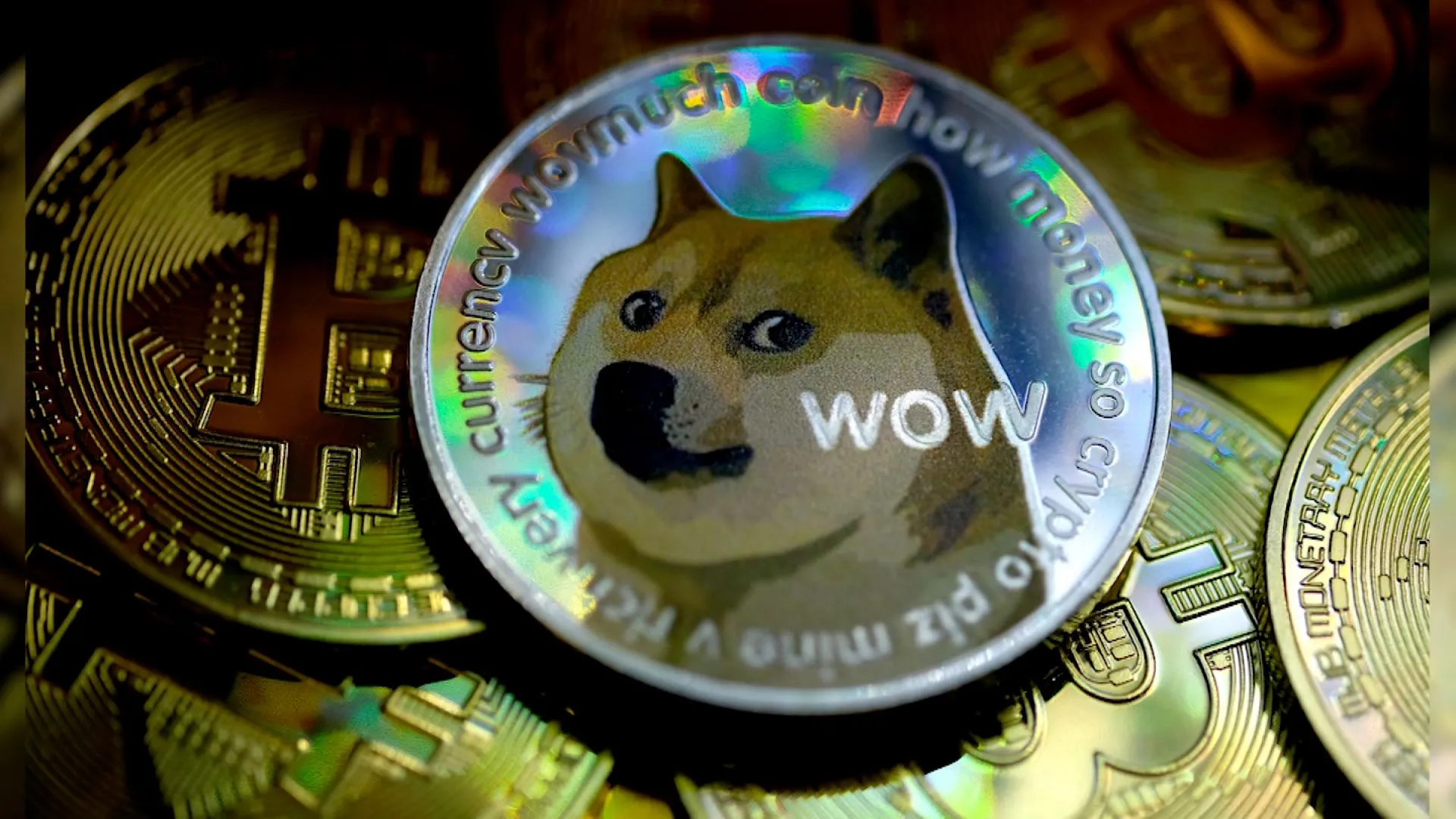 Kabosu, Ikon Meme Doge dan Dogecoin, Meninggal pada Usia 18 Tahun