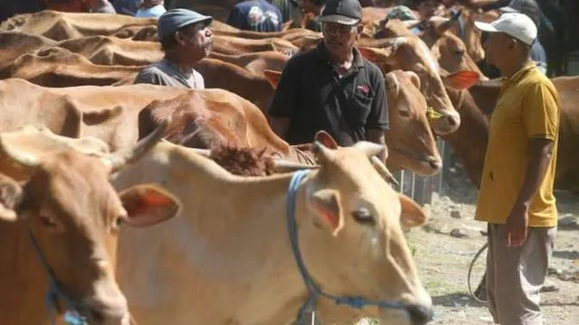Memilih Hewan Qurban Idul Adha 2024: Antara Gaya dan Pengorbanan