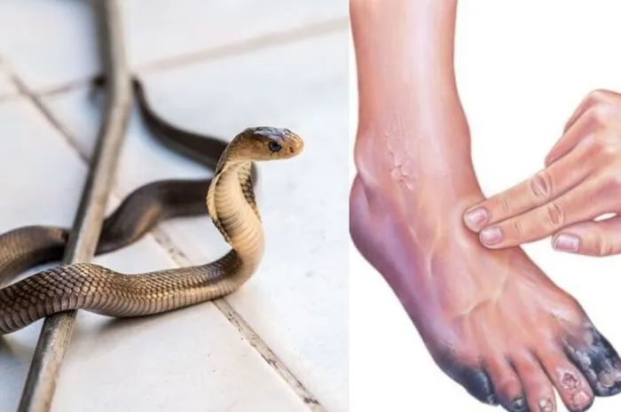 Arti Mimpi Digigit Ular Kobra di Kaki: Pertanda Buruk atau Kebetulan Saja?
