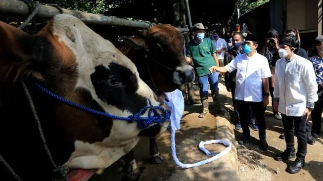 Langkah-Langkah Mudah Cari Penyedia Hewan Qurban yang Terpercaya