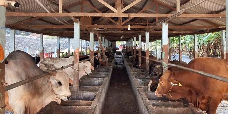 Hewan Qurban Idul Adha 2024: Memilih yang Terbaik, Memberikan yang Terbaik
