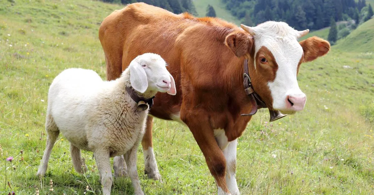 Memilih Hewan Qurban Idul Adha 2024: Antara Gaya dan Pengorbanan