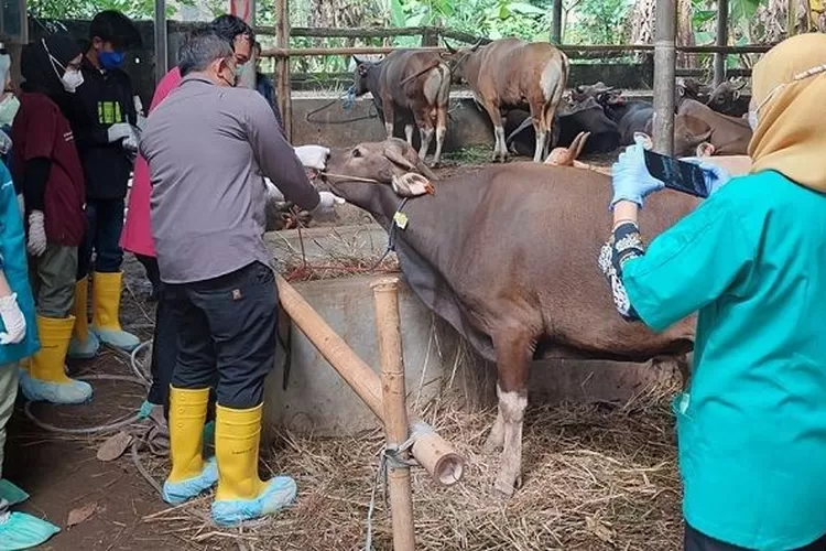 Mempersiapkan Ibadah Kurban, Panduan Lengkap dari A sampai Z