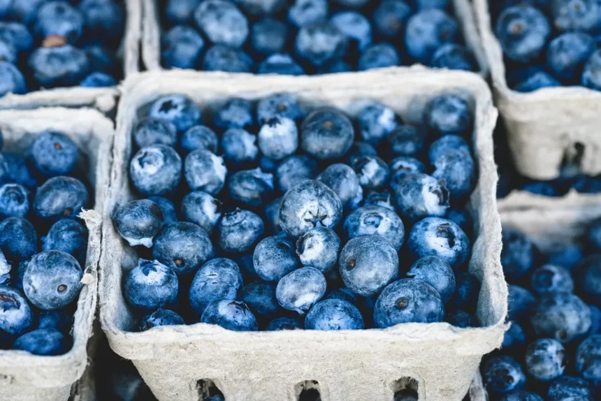 Manfaat Blueberry: Buah Kecil dengan Segudang Kebaikan untuk Kesehatan