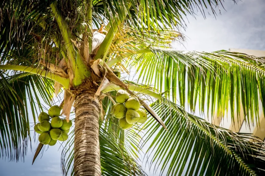 5 Manfaat Air Kelapa Hijau, Konsumsi Secara Rutin