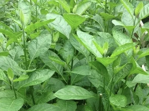 Manfaat Daun Afrika: Sejuta Khasiat dalam Selembar Daun