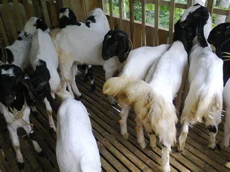 Ngebet Beli Kambing Idul Adha di Surabaya? Cek Dulu Harga Kambing Kurban 2024!