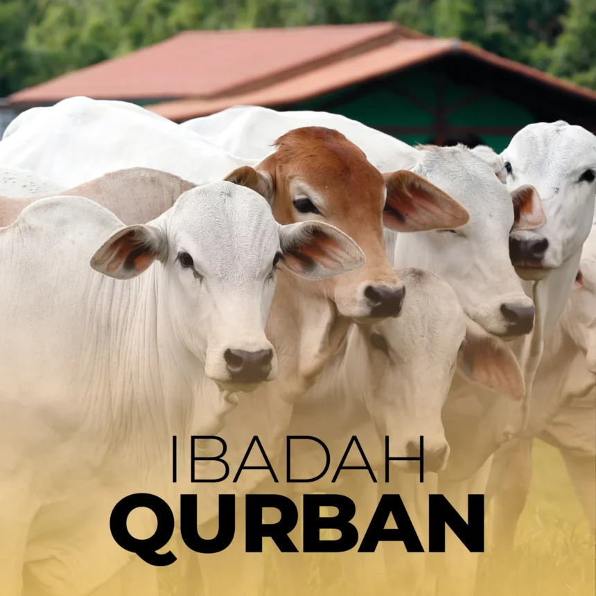 Daging Qurban: Dibagikan Merata atau Menjadi Privilese Tertentu?