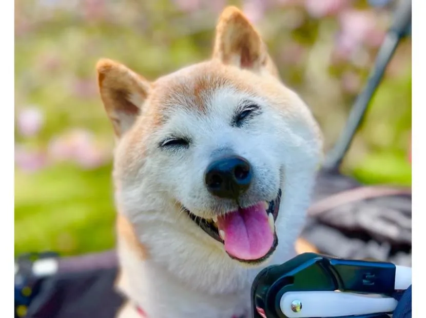 Anjing Meme Viral Kabosu Dikabarkan Mati, Ternyata Punya Kisah Kelam di Hidupnya