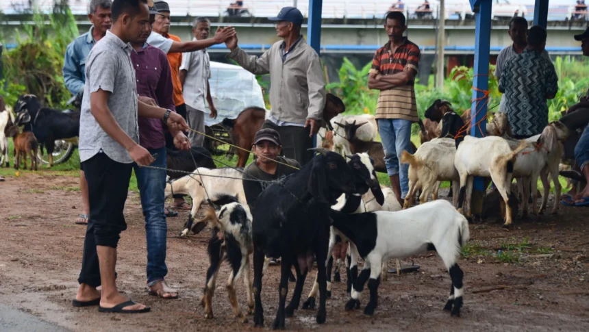 Cek Daftar Harga Kambing Kurban 2024: Siapkan Kocekmu sebelum Ketinggalan!