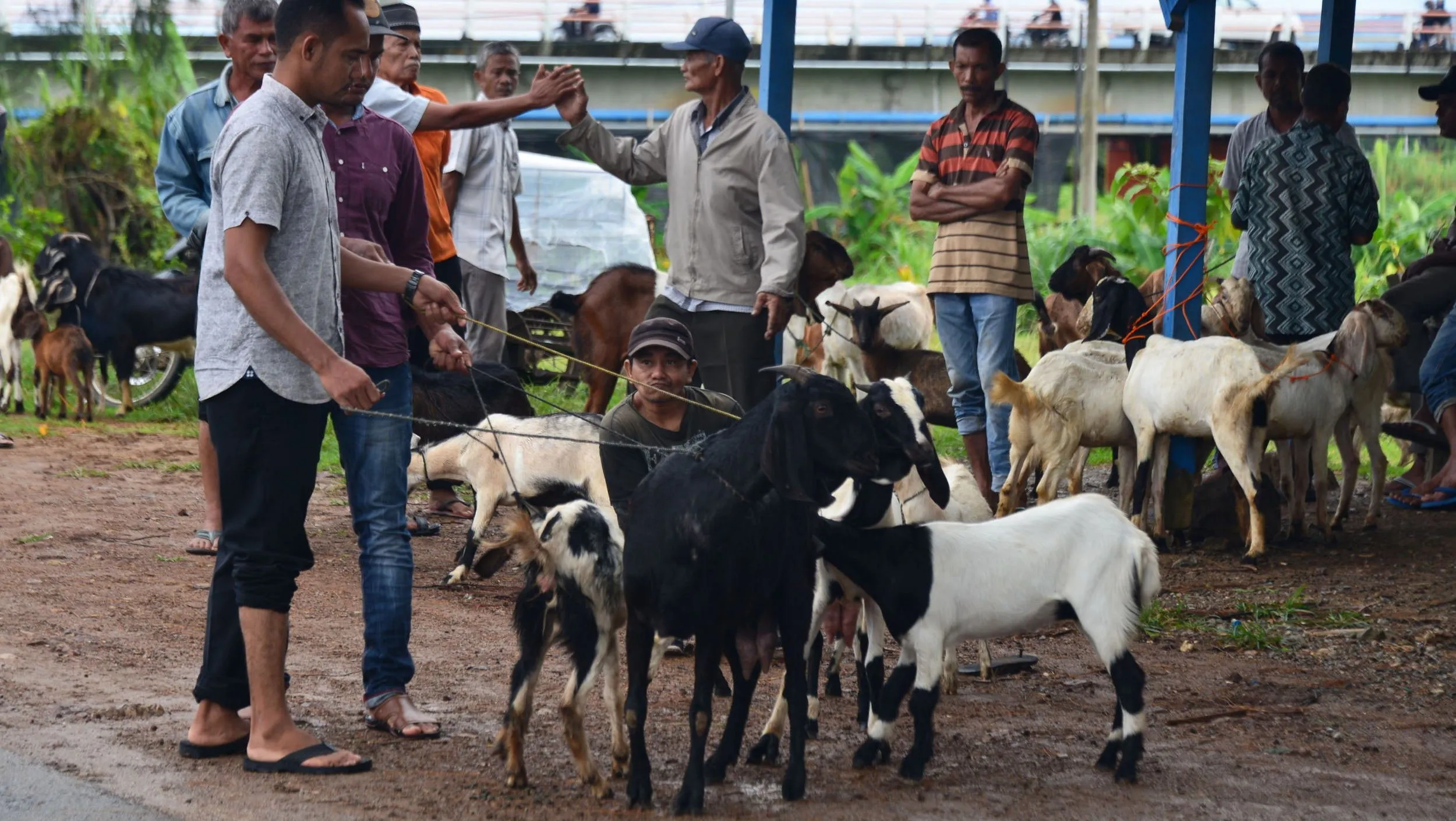 Cek Daftar Harga Kambing Kurban 2024: Siapkan Kocekmu sebelum Ketinggalan!