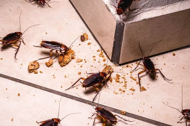 5 Trik Sederhana Mengusir Kecoak dari Dapur Tanpa Ribet, Yuk Coba Sekarang!