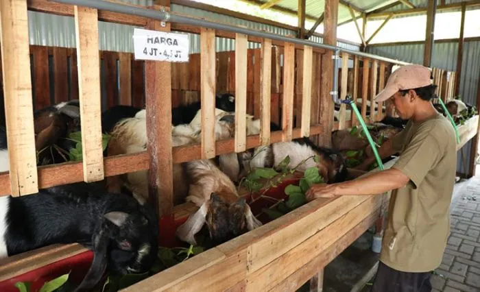 Solusi Ampuh Buat Kambing: Atasi Masalah Kesehatan dan Perawatan Bulu yang Kusam