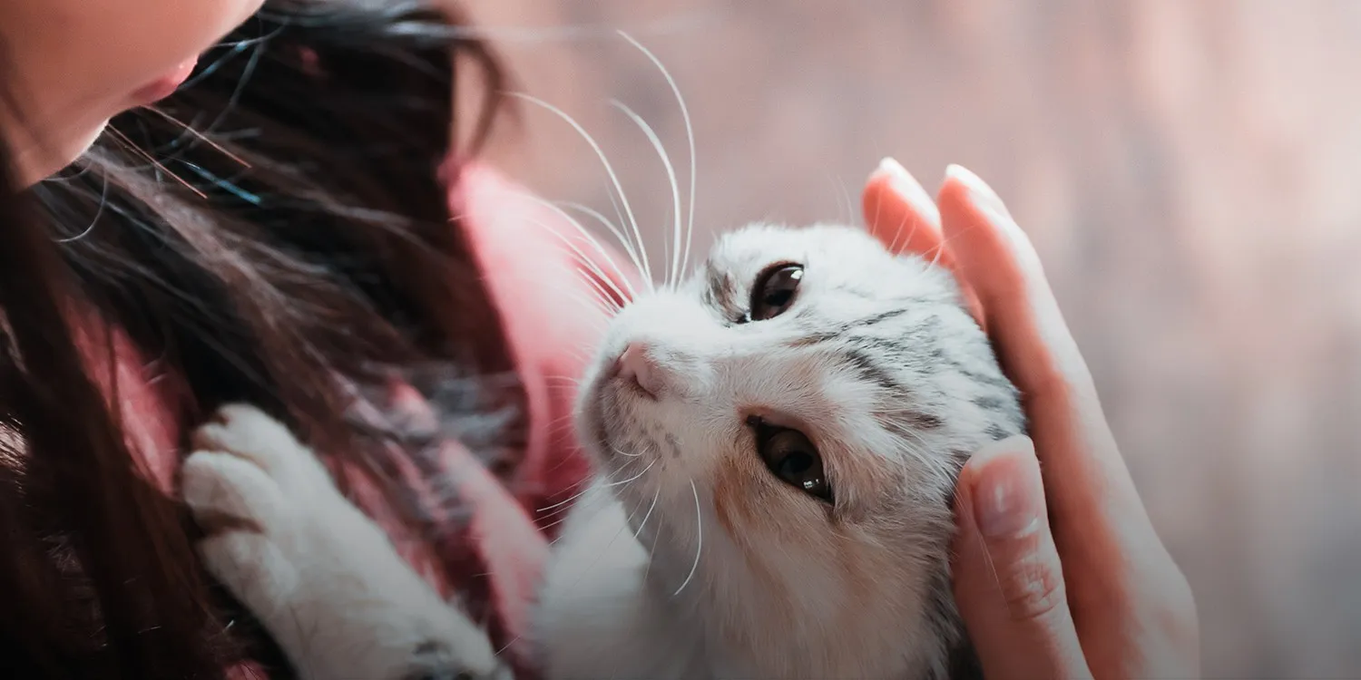 Orang dengan 5 Tanggal Lahir Ini Cocok Menjadi Pemilik Kucing, Cek Tanggal Anda!