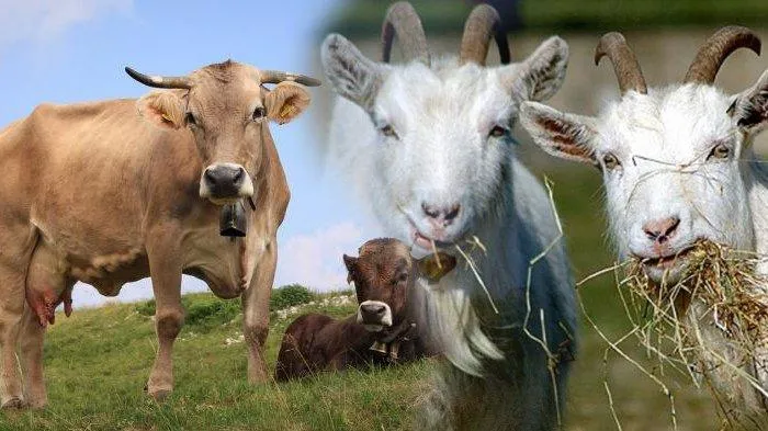 Mencari Hewan Qurban Idul Adha 2024: Syarat dan Ketentuan yang Wajib Diperhatikan
