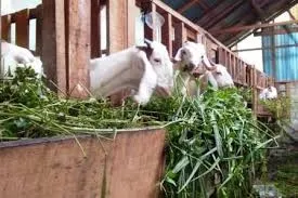 Cara Jaga Kesehatan Domba Biar Gemuk dan Gagah di Ladang