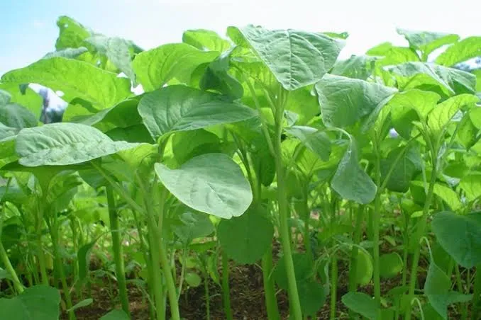 Nggak Mau Rambut Cepat Beruban? Konsumsi 5 Makanan Sehat Ini Secara Rutin!
