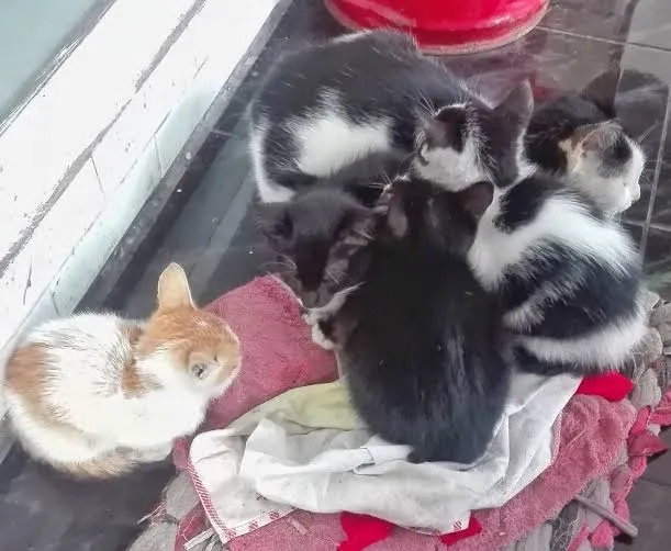 5 Panduan Praktis Memelihara Anak Kucing Liar yang Dipungut dari Pasar