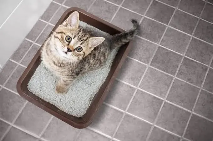 5 Pasir Kucing Terbaik: Harga Terjangkau, Rumah Bersih, Kucing Pun Bahagia!