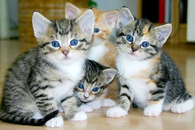 5 Fakta Menarik tentang Anak Kucing yang Belum Banyak Diketahui!