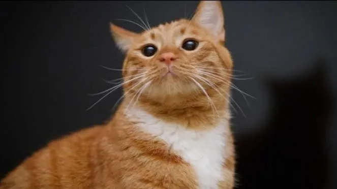 Ini Dia 5 Tips Merawat Kucing Buat Pemula Supaya Anabul Sehat dan Bahagia Terus