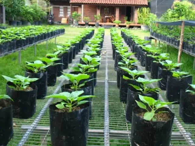 Menghasilkan Uang dari Hobi Berkebun: 5 Bisnis Tanaman Organik Rumahan