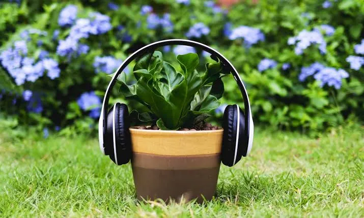Benarkah Musik Bisa Bikin Tanaman Hias Indoor Tumbuh Subur? Yuk, Cari Tahu!