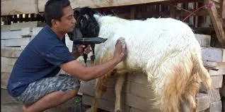 Tips Merawat Kambing Kurban Agar Sehat & Fit Saat Hari Raya