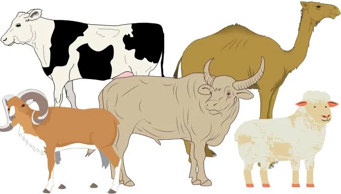Hewan Qurban Idul Adha 2024: Simbol Pengabdian atau Cari Perhatian?