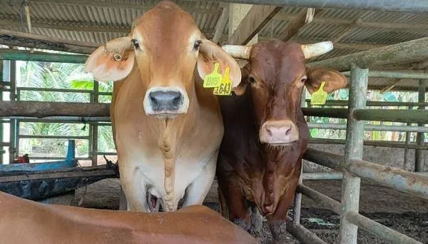 Kurban Sapi untuk Tujuh Keluarga: Melanggar Aturan atau Mencari Solusi Alternatif?