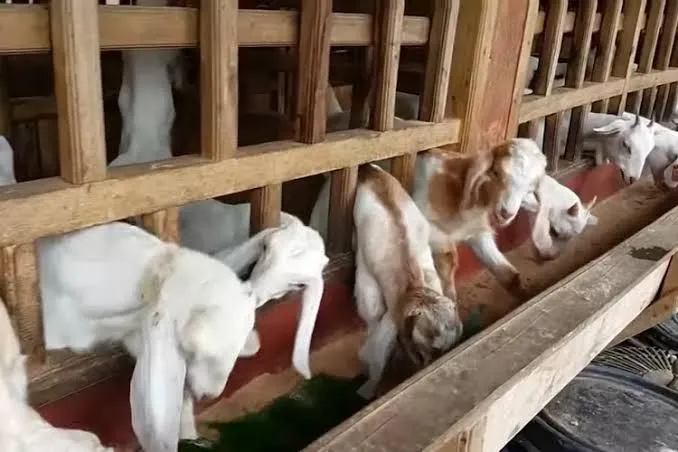 Pantas Gembira! Anak Kambing Umur 4 Bulan Cuma Segini, Cocok Buat Modal Usaha