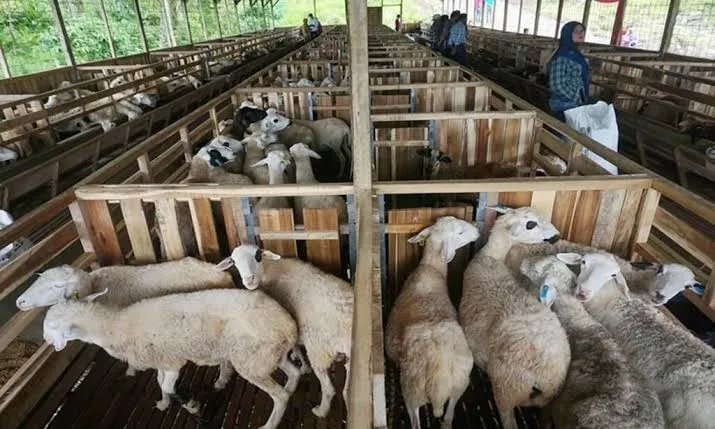 Mau Cuan Jelang Idul Adha? Simak Bocoran Harga Anak Kambing Umur 5 Bulan