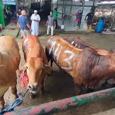 Jelang Idul Adha, Ribuan Sapi Mengurus Izin Masuk Kota Depok