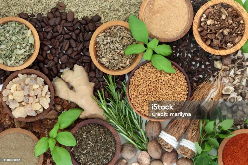 Amankah Minum Kopi Daun? Pertanyaan yang Wajib Dipikirkan