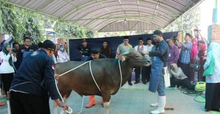Menyelami Makna Qurban yang Sesungguhnya