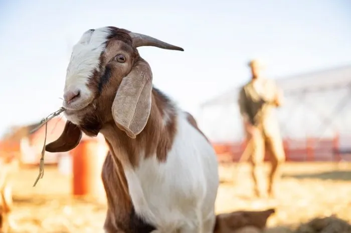 Temukan Dokter Hewan Spesialis Kambing Dekatmu untuk Konsultasi Langsung!