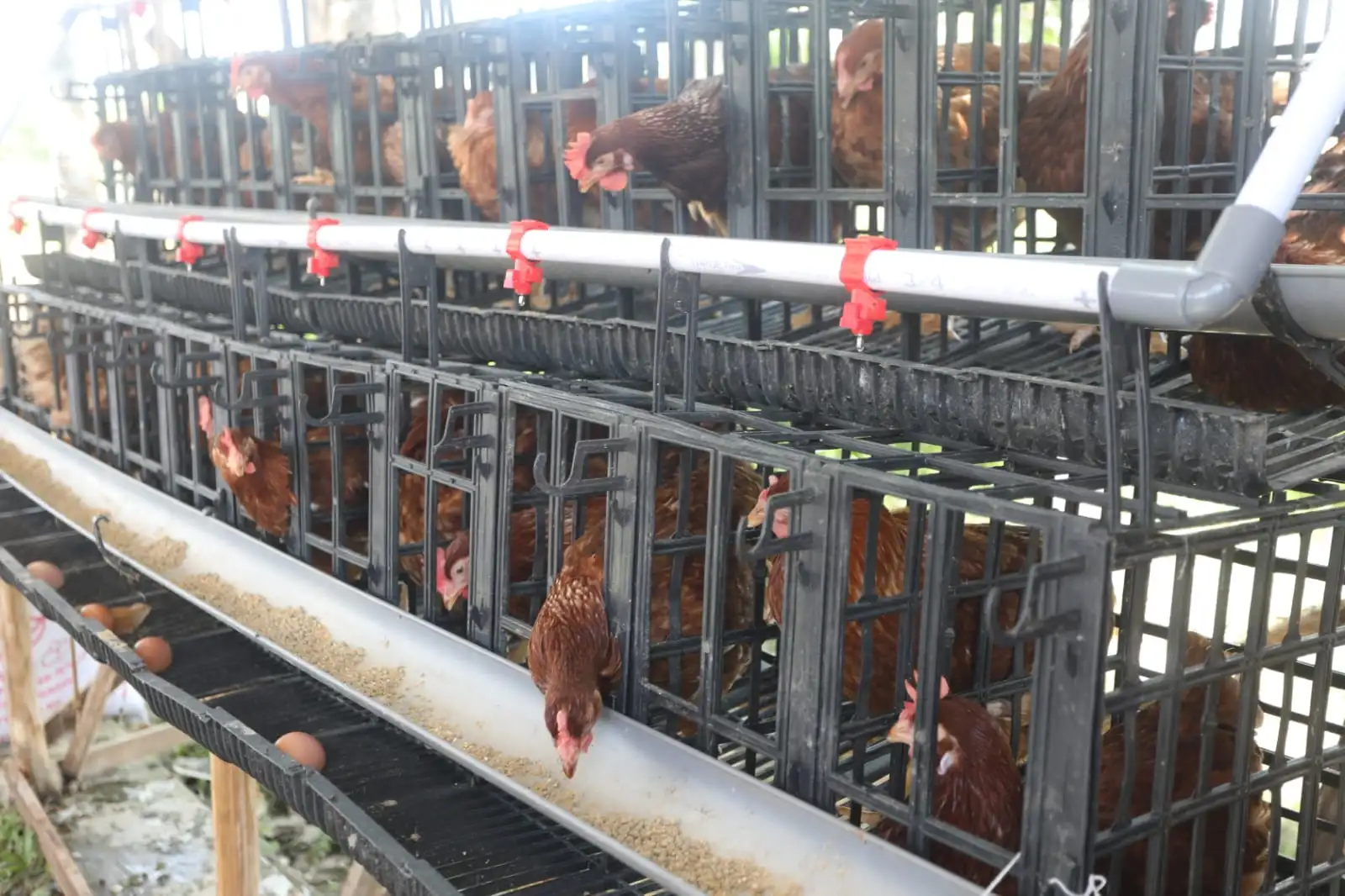 Norbertha Kanu Bahagia Dapat Modal Ayam Petelur dan Rumah Baru dari Kemensos (Ilustrasi)