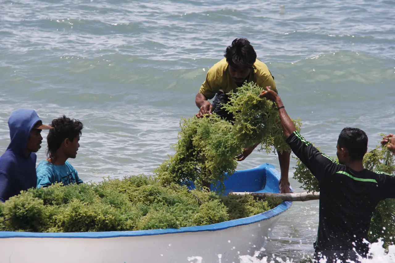 Rahasia Sukses Budidaya Rumput Laut di Kepulauan Karimunjawa: Menyingkap Potensi Emas Bahari Nusantara (Ilustrasi)