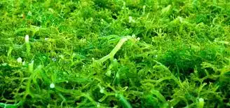 Perawatan Rumput Laut di Karimunjawa: Panduan Praktis untuk Pemula (Ilustrasi)