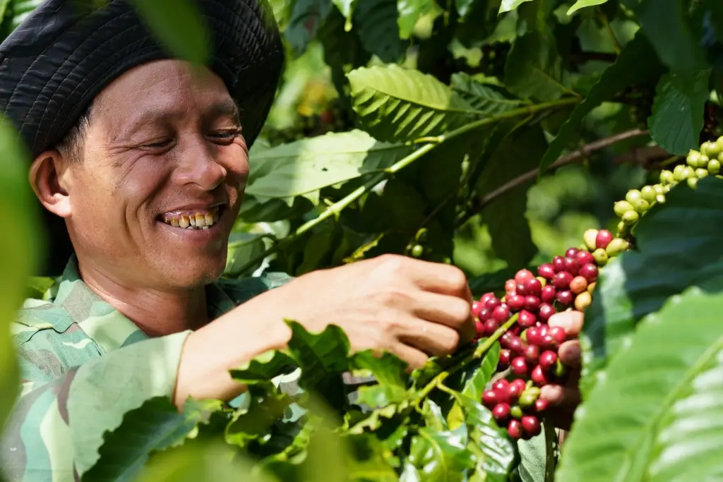 Fakta Mengejutkan! Ternyata Ketinggian Perkebunan Bisa Bikin Rasa Kopi Berbeda, Ini Penjelasannya! (Ilustrasi)