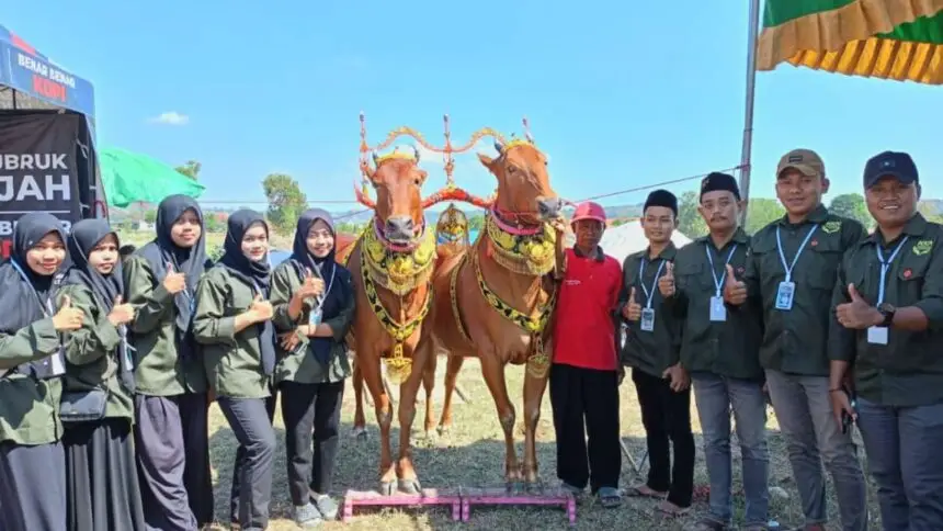 Hadiri Kontes Paguyuban Sapi Sonok, Begini Harapan Mahasiswa KKN STKIP PGRI Sumenep (Ilustrasi)