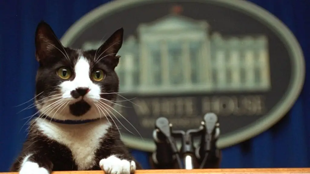 Kucing-Kucing Milik Presiden Singapura Tharman Shanmugaratnam: Kehidupan Sehari-hari yang Unik dan Menarik (Ilustrasi)
