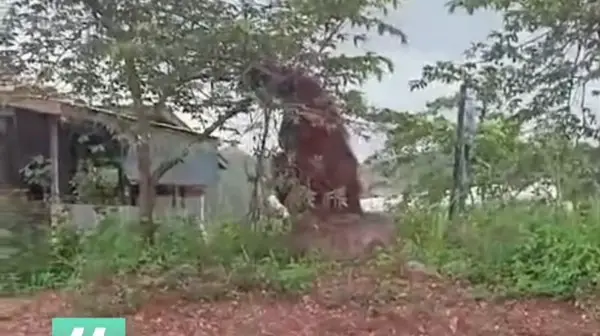 Penampakan Orangutan ‘Raksasa’ Hebohkan Warga Kalimantan Timur (Ilustrasi)