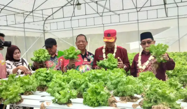 Sumenep Kembangkan Pertanian Hortikultura Berbasis Smart Farming (Ilustrasi)