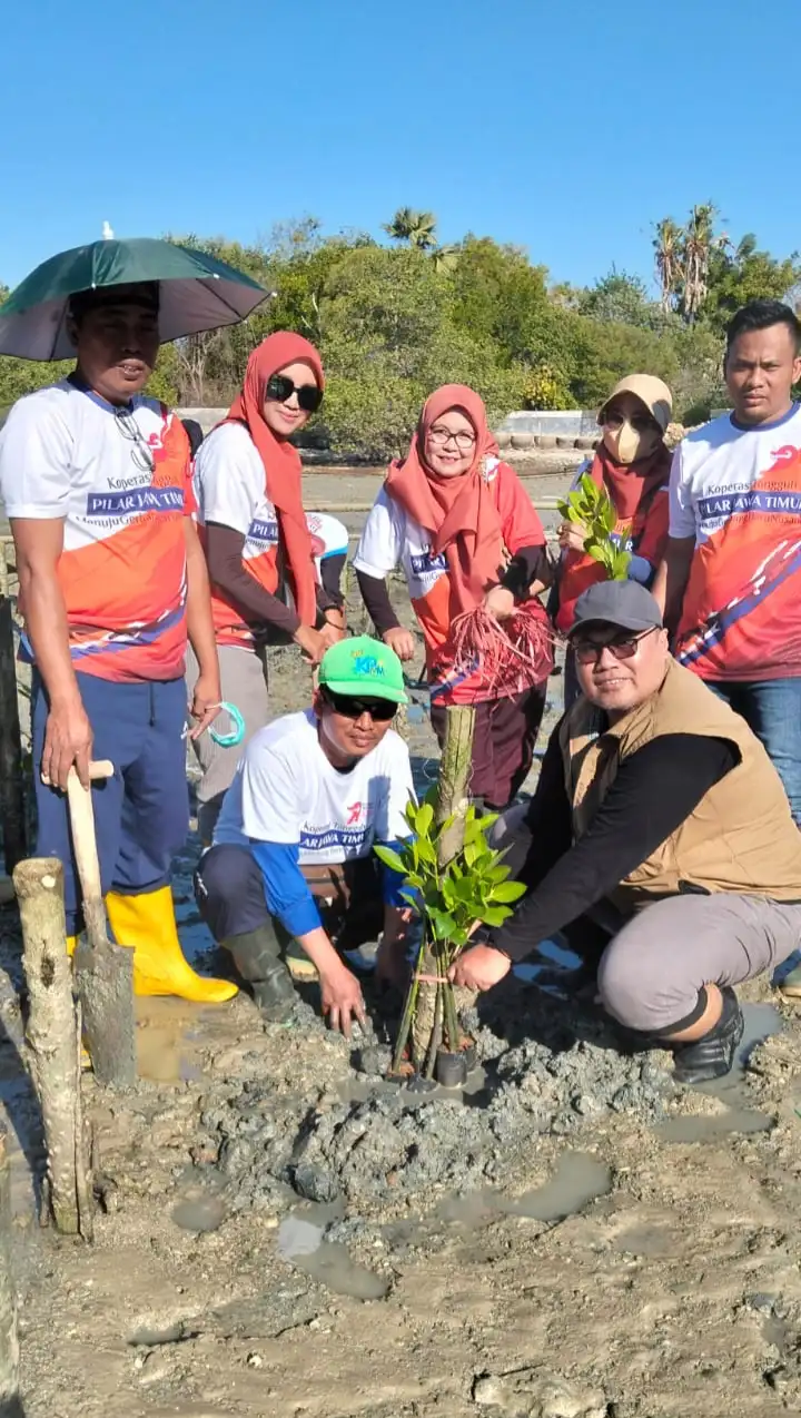 Peringati Harkopnas ke-79, Dekopinda Sumenep Tanam Mangrove di Pesisir Desa Tanjung (Ilustrasi)