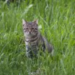 Kucing Peliharaan Selalu Minggat dari Rumah, Kenapa Ya? Ini 7 Alasan Utama Mengenai Tingkah Laku Kucing